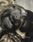 Chromag Bikes Mountain Bike Dog Collar